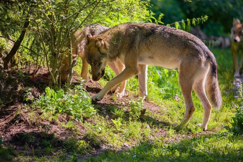 A male grey wolf (Canis lupus lupus) and a puppy stand at the edge of the forest. The puppy is
