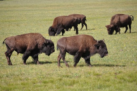American Bison (Bos bison / Bison bison)