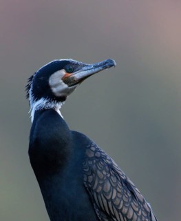 Great Cormorant (Phalacrocorax carbo), Baden-Wuerttemberg, Germany