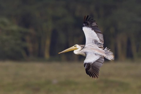 Pink-backed Pelican (Pelecanus rufescens) flying, Lake Nakuru, Kenya