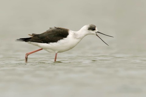 White-headed Stilt (Himantopus leucocephalus) calling, Victoria, Australia