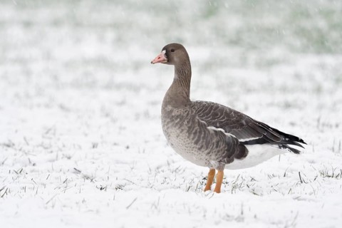 Greater White-fronted Goose (Anser albifrons) on snowy field, North Rhine-Westphalia, Germany