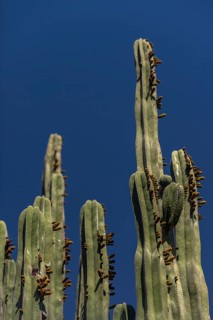Cactus, cacti in the Majorelle Garden, flora, botany, plant, garden, climate, Marrakech, Morocco