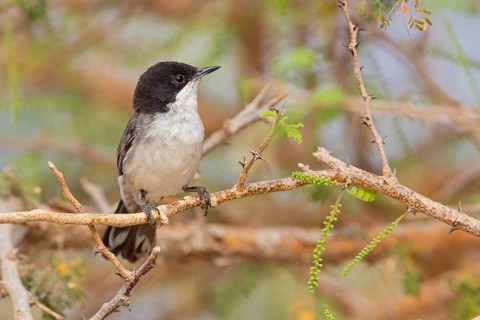 Acacia warbler, (Curruca leucomelaena), (Sylvia leucomelaena), Animals, Birds, Warblers, Ayn