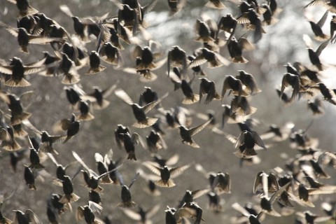 Common Starling (Sturnus vulgaris) flying, Lower Saxony, Germany