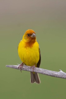 Red-headed Bunting - Braunkopfammer - Emberiza bruniceps, Kazakhstan, adult male