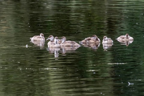 Young red-crested pochards (Netta rufina), Baden-Württemberg, Germany