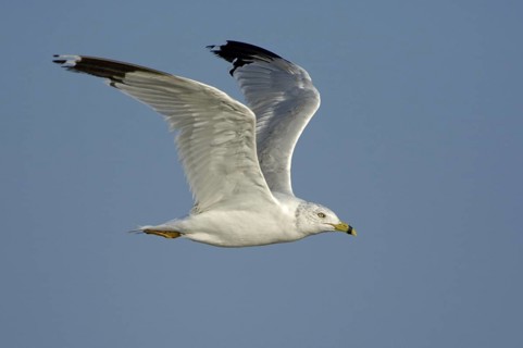 Ring-billed Gull (Larus delawarensis) flying, Texas, USA