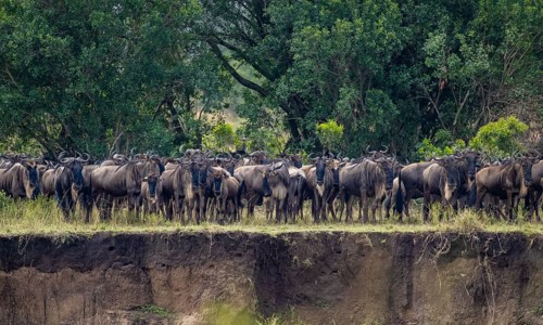 Wildebeest (Connochaetes taurinus) on the river bank, migrating herd of wildebeest, Great Migration