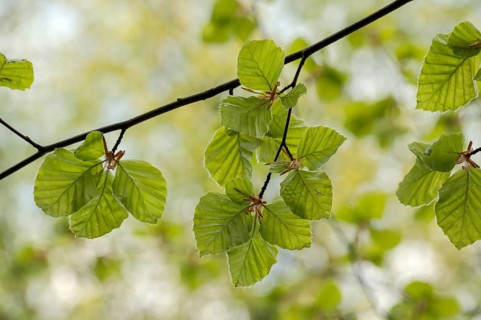 European beech (Fagus sylvatica), beech branch in spring, with fresh beech leaves, Oberhausen, Ruhr