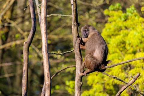 A female Drill (Mandrillus leucophaeus) sits high up in a tree and enjoys the early sunlight. A
