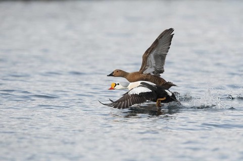 King Eider (Somateria spectabilis) flying, Varanger, Norway