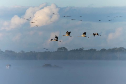 A group of cranes flies through a misty landscape with clouds, Crane (Grus grus) wildlife, Western