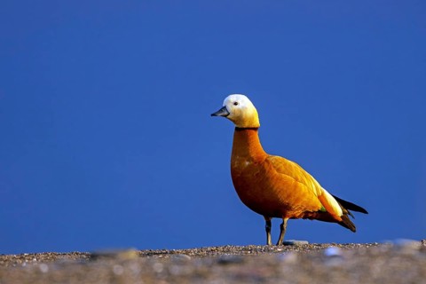 Ruddy shelduck, Tadorna ferruginea, Lesvos, Greece
