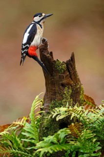 Great Spotted Woodpecker (Dendrocopos major) male, Asturias, Spain