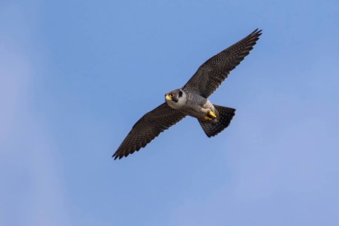 Peregrine Falcon (Falco peregrinus) flying, North Rhine-Westfalia, Germany