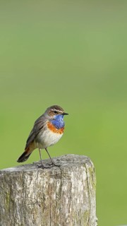 Bluethroat (Luscinia svecica cyanecula), male, on a pasture fence post, wildlife, Lembruch, Ochsen