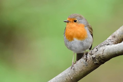 European Robin (Erithacus rubecula) perched on a branch, North Rhine-Westphalia, Germany