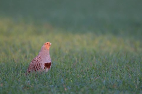 Grey or English or Hungarian partridge (Perdix perdix) adult game bird calling in a farmland cereal