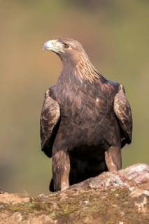 Golden Eagle (Aquila chrysaetos), Andalusia, Spain