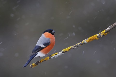 Eurasian Bullfinch (Pyrrhula pyrrhula) male, Carinthia, Austria