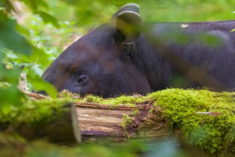 A Malayan tapir (Acrocodia indica) stands hidden in dense undergrowth looking for food
