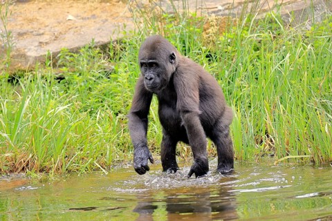 Western gorilla (Gorilla gorilla), young animal, at the water, splashing, playing, discovering