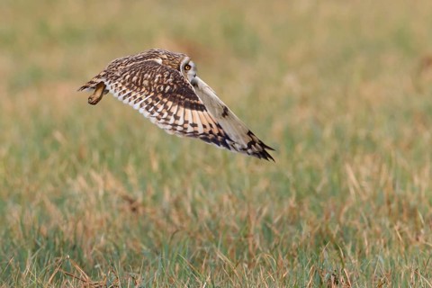 Short-eared Owl (Asio flammeus) flying, Lake Neusiedl, Austria