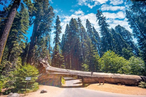 The beautiful tunnel tree called Tunnel Log in Sequoia National Park where multiple cars pass every