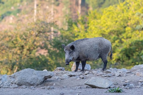 One adult wild boar or wild pig (Sus scrofa) walking over an opening with a green forest in the