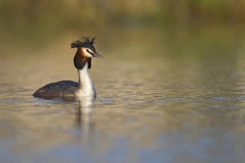 Great Crested Grebe (Podiceps cristatus), Netherlands