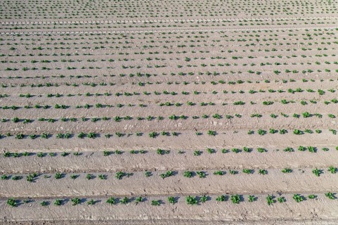 Aerial view of a potato field with ridges and young shoots, Dresden, Saxony, Germany