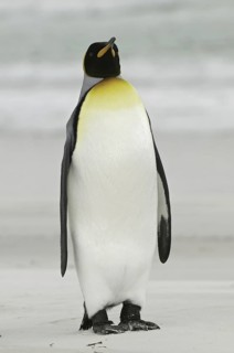 King Penguin (Aptenodytes patagonicus), Falkland Islands