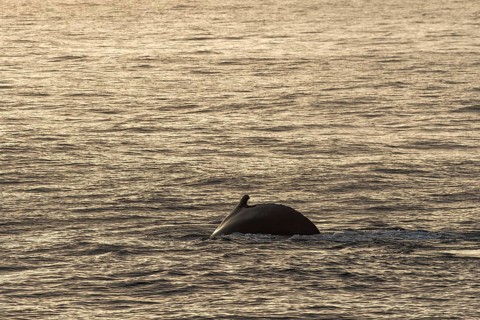 Diving humpback whale (Megaptera novaeangliae), Barents Sea, Northeast Land, Svalbard and Jan Mayen