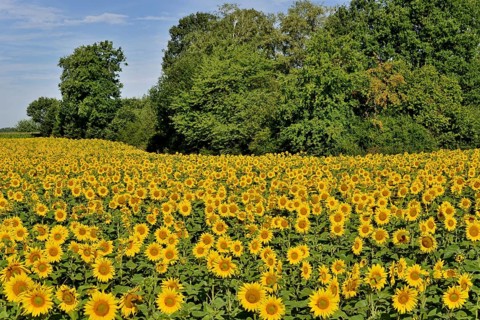 View of a sunflower field, sunflower (Helianthus annuus) in bloom, North Rhine-Westphalia, Germany