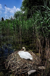 Mute swan (Cygnus olor), female with newly hatched chicks sitting on nest, Cham, Lake Zug, Canton