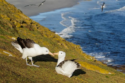 Black-browed Albatross (Thalassarche melanophris) pair at a nesting colony, Falkland Islands