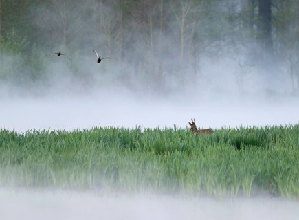 Roe deer (Capreolus capreolus), roe buck in winter coat, winter cover standing in a wet meadow, in