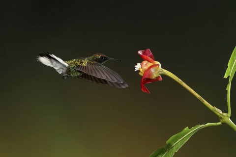 Coppery-headed Emerald (Elvira cupreiceps) male, flying while feeding at a flower, Bosque de Paz,
