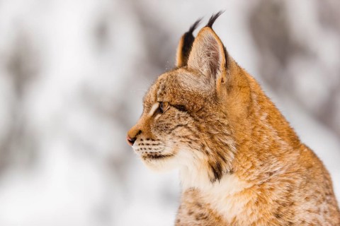 Portrait of one young male Eurasian lynx, (Lynx lynx), with a snow covered forest in the background