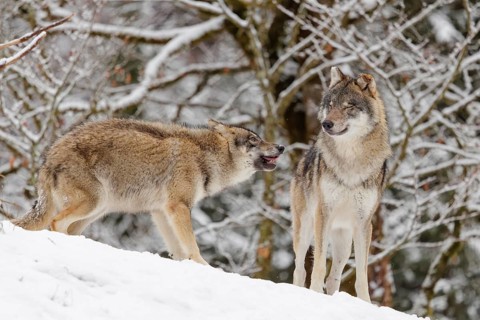 A young grey wolf (Canis lupus lupus) plays with its father on the sloping, snow-covered meadow on