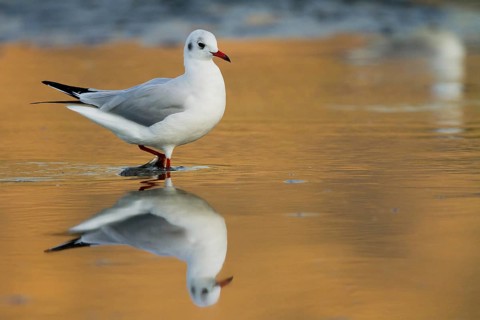 Black-headed Gull (Chroicocephalus ridibundus), Madrid, Spain