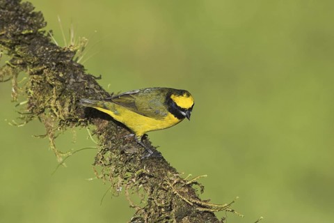Yellow-crowned Euphonia (Euphonia luteicapilla), Costa Rica
