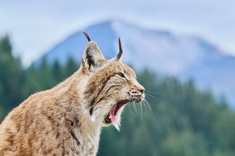 Eurasian lynx (Lynx lynx), portrait with mountains in the background, Wildpark Aurach, Kitzbühl,