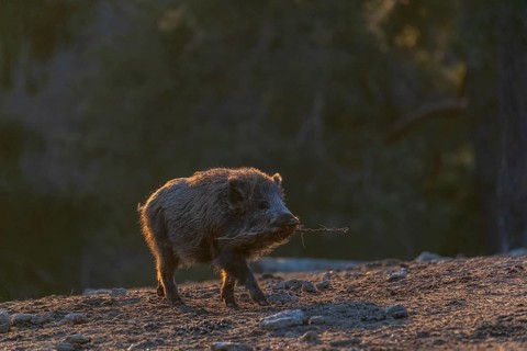 One young wild boar or wild pig (Sus scrofa) carrying a stick to play with. Strong backlit