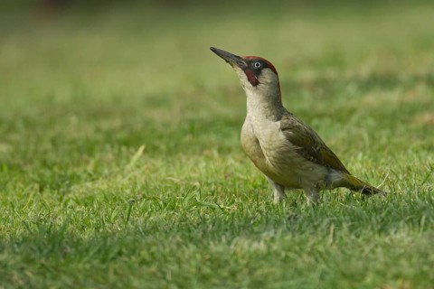 Green woodpecker (Picus viridis) adult bird on a garden grass lawn, Norfolk, England, United