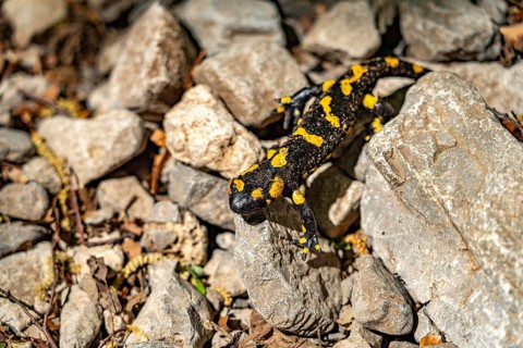 Fire salamander (Salamandra salamandra) in Paklenica National Park, Croatia