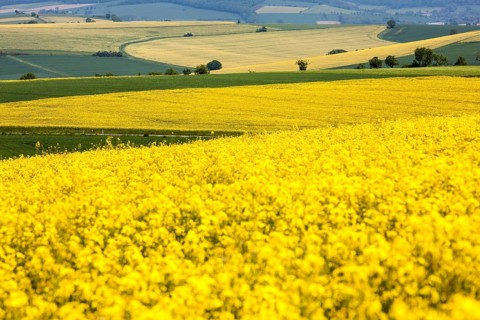 Landscape near Uslar, district of Northeim, Weser Uplands, southern Lower Saxony, Germany