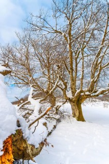 The snow-covered Oianleku natural park in the town of Oiartzun, next to Peñas de Aya in winter,