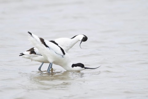 Pied avocet (Recurvirostra avosetta) two adult wading birds during their courtship love display in